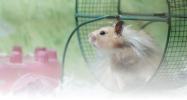 Cowan Coaching - Treadmill